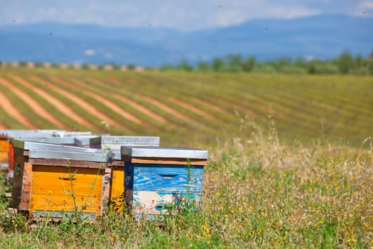 Beehives on the lavender field in Provence, France. Horizontal shot