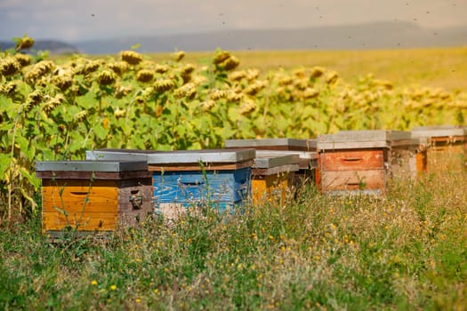 Beehives on the sunflower field in Provence, France. Filtered shot