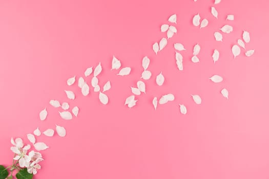 Creative flat lay concept top view of flying apple tree flowers petals on pastel pink background with copy space in minimal style, template for text