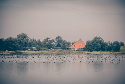 Wild geese on the pond in the Netherlands. Water Landscape