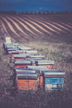 Beehives on the field in Provence, France. Filtered shot