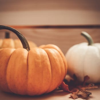 Autumn orange and white pumpkins thanksgiving halloween background wooden box with copy space. Square Template for fall harvest mood text