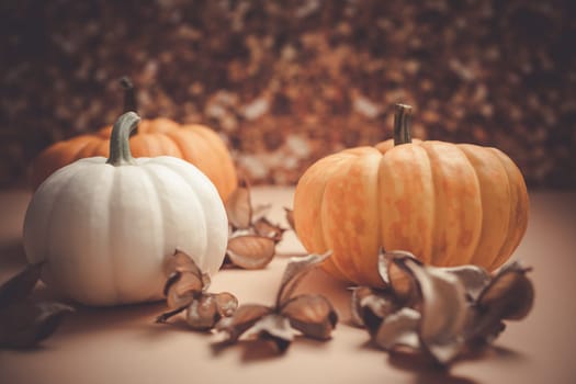 Autumn orange and white pumpkins thanksgiving halloween background wooden box with copy space. Template for fall harvest mood text