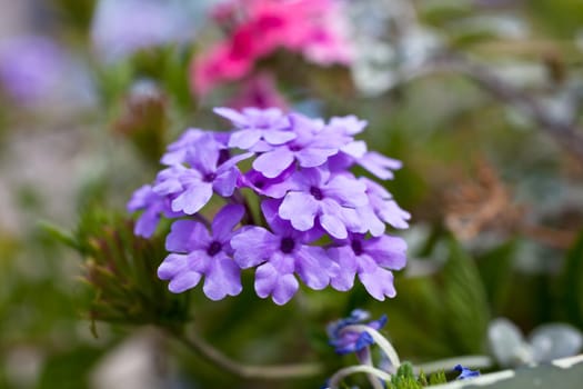 Verbena flowers on bokeh background. Shot with a selective focus