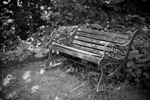 Old wooden bench in a forest. Horizontal bw shot