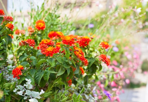Multicolored flowerbed on a street. horizontal shot. small GRIP