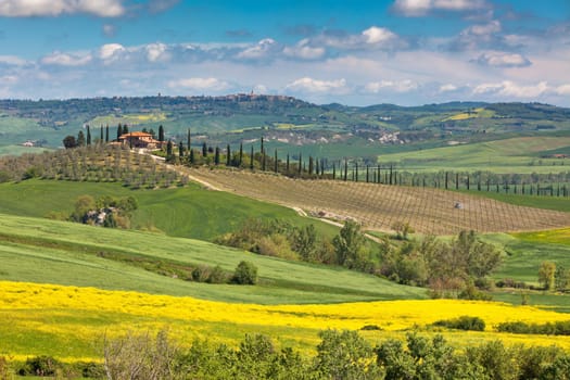Outdoor Tuscan Val d'Orcia green and yellow farmland fields view with blue sky.