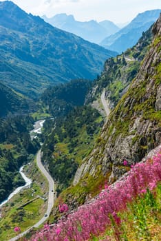 Apls mountains in summer view with wild pink flowers on the foreground. Shot with a selective focus