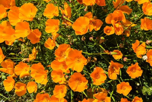 Orange poppies in a summer meadow on sunny day. Horizontal shot