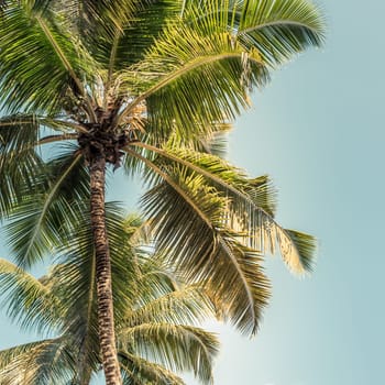 High palms on a tropical beach at Mahe island Seychelles. Filtered shot