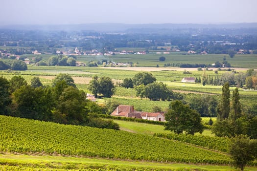 Rows of Vineyard Fields in the Southern France. Horizontal shot with selective focus