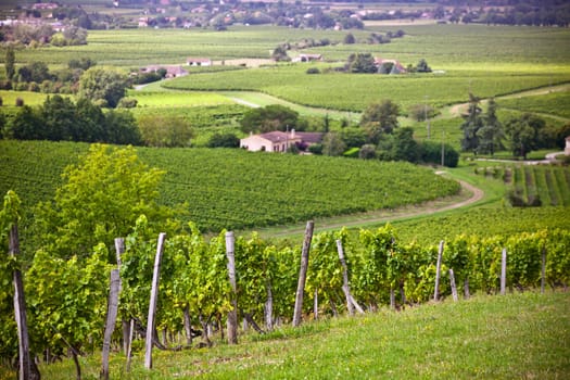 Diminishing rows of Vineyard Fields in Southern France. Horizontal shot with selective focus