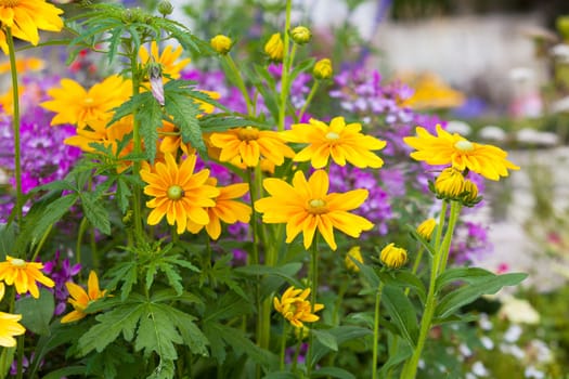Beautiful flowerbed with yellow Rudbeckia flowers. Horizontal shot with a selective focus