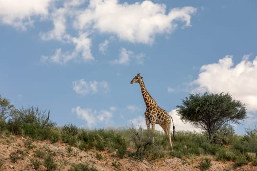 Cute Angolan giraffe (Giraffa camelopardalis angolensis), in Kalahari, green desert after rain season. Kgalagadi Transfrontier Park, South Africa wildlife safari