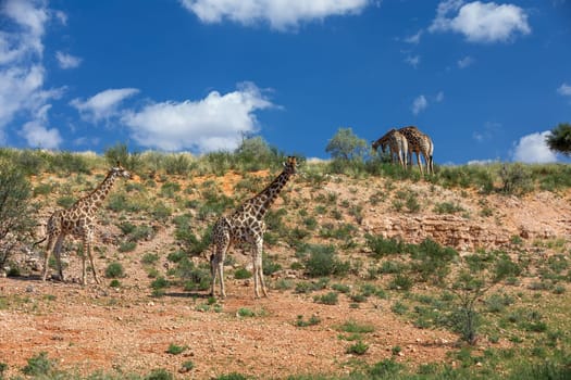 Cute Angolan giraffe (Giraffa camelopardalis angolensis), in Kalahari, green desert after rain season. Kgalagadi Transfrontier Park, South Africa wildlife safari
