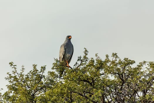 Southern pale chanting goshawk (Melierax canorus) is a bird of prey in the family Accipitridae, South Africa safari wildlife
