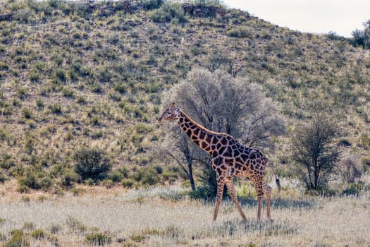Cute Angolan giraffe (Giraffa camelopardalis angolensis), in Kalahari, green desert after rain season. Kgalagadi Transfrontier Park, South Africa wildlife safari