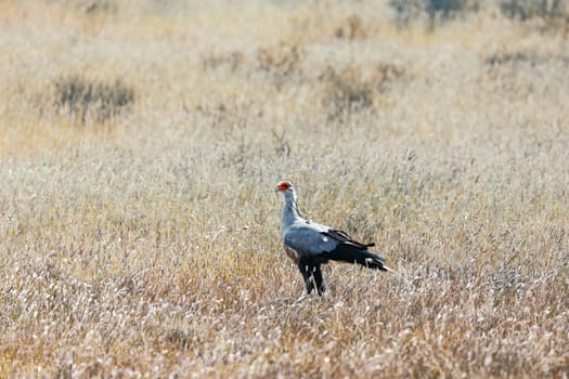 Secretary bird, (Sagittarius serpentarius) in Kalahari, green desert after rain season. Kgalagadi Transfrontier Park, South Africa wildlife safari