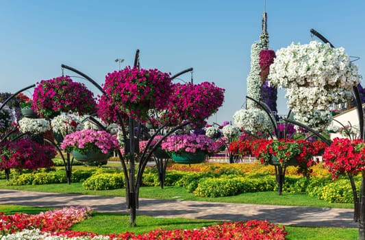 UAE, DUBAI - DECEMBER 30: dubai miracle garden with over million flowers on a sunny day December 30, 2014