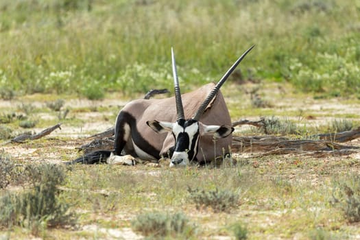 Baby of Common african antelope Gemsbok, Oryx gazella in Kalahari after rain season with green grass. Kgalagadi Transfrontier Park, South Africa wildlife safari