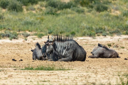 Wild animal Blue Wildebeest Gnu (Connochaetes taurinus) in Kalahari, green desert after rain season. Kgalagadi Transfrontier Park, South Africa wildlife safari