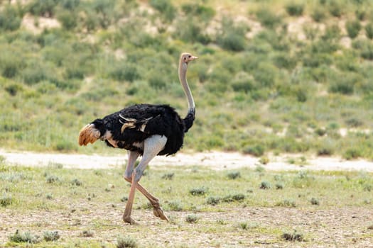 Ostrich, Struthio camelus in green Kalahari, desert after rain season. Kalahari Transfrontier Park, South Africa wildlife safari