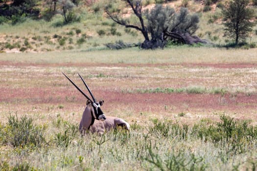 Baby of Common african antelope Gemsbok, Oryx gazella in Kalahari after rain season with green grass. Kgalagadi Transfrontier Park, South Africa wildlife safari