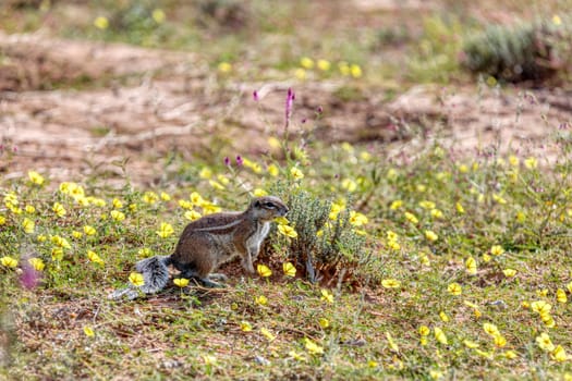 South African striped ground cape squirrel Xerus erythropus,with a raised tail in desert Kalahari, South Africa safari wildlife