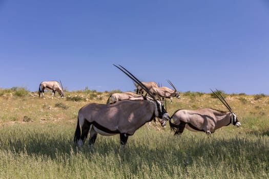 Baby of Common african antelope Gemsbok, Oryx gazella in Kalahari after rain season with green grass. Kgalagadi Transfrontier Park, South Africa wildlife safari