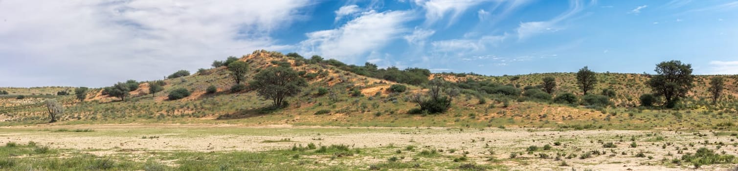 Kalahari desert after rain season, South Africa wilderness
