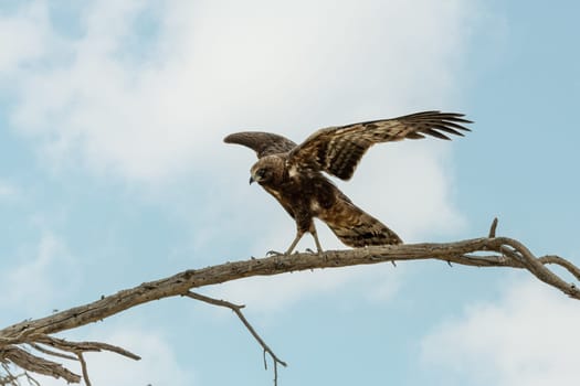 Tawny eagle (Aquila rapax), large bird of prey in natural habitat, kalahari, South Africa safari wildlife