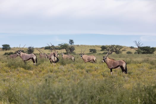 Baby of Common african antelope Gemsbok, Oryx gazella in Kalahari after rain season with green grass. Kgalagadi Transfrontier Park, South Africa wildlife safari