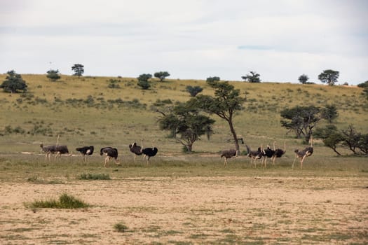 Ostrich, Struthio camelus in green Kalahari, desert after rain season. Kalahari Transfrontier Park, South Africa wildlife safari