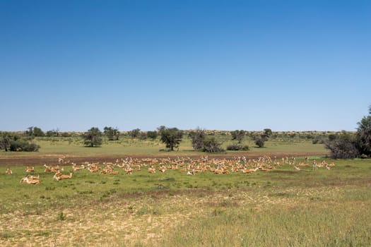 Herd of Springbok (Antidorcas marsupialis), in green Kalahari, after rain season, South Africa wildlife