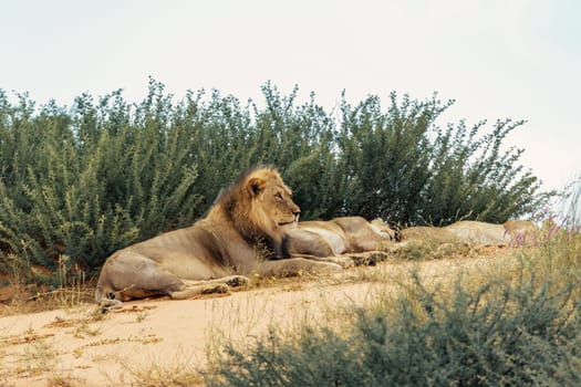 Family with big male of Lion (Panthera leo) Lying and resting in desert, natural habitat. Kalahari Transfrontier Park, South Africa, wildlife and wilderness