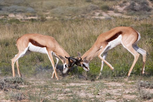 Springbok (Antidorcas marsupialis) fighting, in green Kalahari, after rain season, South Africa wildlife