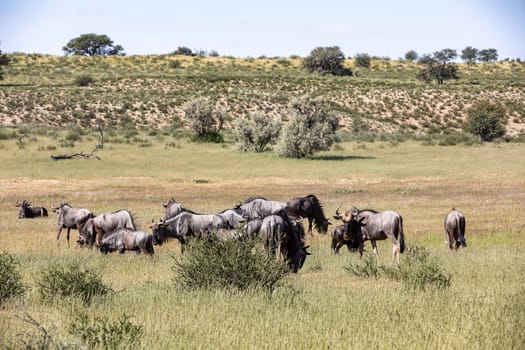 Wild animal Blue Wildebeest Gnu (Connochaetes taurinus) in Kalahari, green desert after rain season. Kgalagadi Transfrontier Park, South Africa wildlife safari