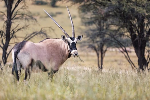 Baby of Common african antelope Gemsbok, Oryx gazella in Kalahari after rain season with green grass. Kgalagadi Transfrontier Park, South Africa wildlife safari