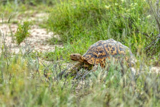 Turtle leopard tortoise (Stigmochelys pardalis) in nature habitat, north part of South Africa, Safari wildlife