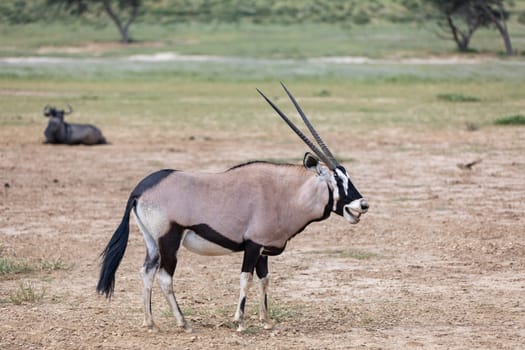 Baby of Common african antelope Gemsbok, Oryx gazella in Kalahari after rain season with green grass. Kgalagadi Transfrontier Park, South Africa wildlife safari