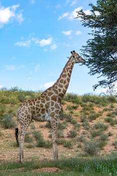 Cute Angolan giraffe (Giraffa camelopardalis angolensis), in Kalahari, green desert after rain season. Kgalagadi Transfrontier Park, South Africa wildlife safari