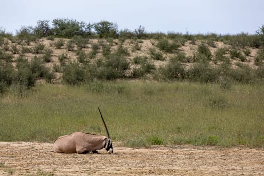 Baby of Common african antelope Gemsbok, Oryx gazella in Kalahari after rain season with green grass. Kgalagadi Transfrontier Park, South Africa wildlife safari