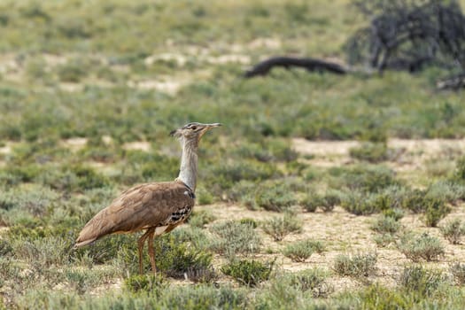Kori bustard (Ardeotis kori), the largest flying bird native to african bush, Kalahari South Africa, Africa wildlife