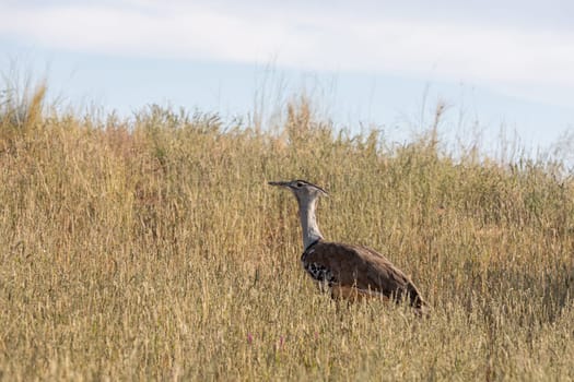Kori bustard (Ardeotis kori), the largest flying bird native to african bush, Kalahari South Africa, Africa wildlife