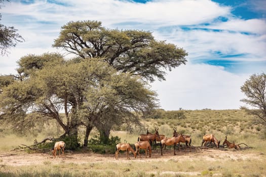 Red Hartebeest, Alcelaphus buselaphus caama, in Kalahari, green desert after rainy season. Kalahari Transfrontier Park, South Africa wildlife safari