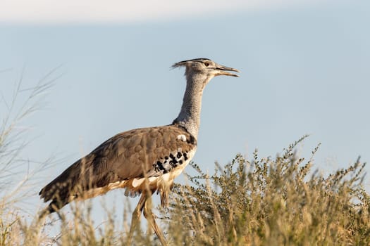 Kori bustard (Ardeotis kori), the largest flying bird native to african bush, Kalahari South Africa, Africa wildlife