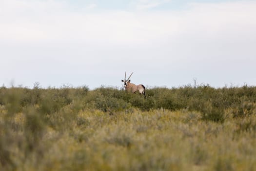 Baby of Common african antelope Gemsbok, Oryx gazella in Kalahari after rain season with green grass. Kgalagadi Transfrontier Park, South Africa wildlife safari
