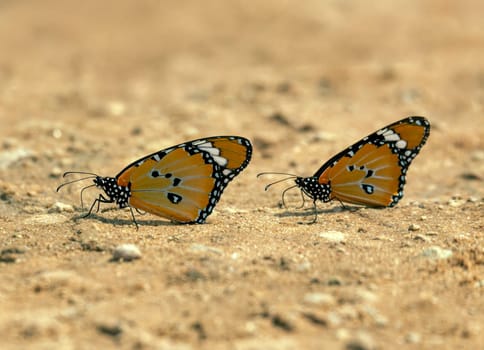 Close-up of a stunning orange and black African queen or African monarch (Danaus Chrysippus) butterfly against the backdrop of the Kalahari Desert in South Africa.