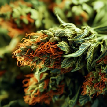 green cannabis flowers in full bloom. AI generative.