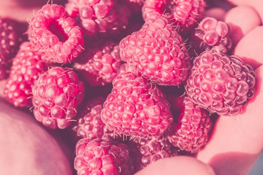 Hands holding red raspberries. Summer bright shot. Filtered